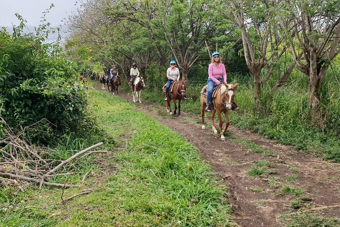 3 Hours Horseback Riding from Nature Trails to Sofa Stone - Why the Nature Trails to Sofa Stone ride is such a good St Kitts photo mission