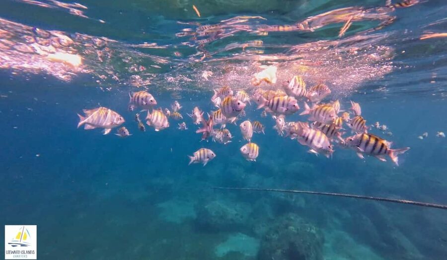 Basseterre: St Kitts 4-hour Catamaran Snorkel Cruise & Lunch - Price and Value: Why $80 Can Make Sense for a St Kitts Day on the Water