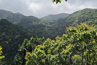 Half-Day St. Kitts Rainforest Hike