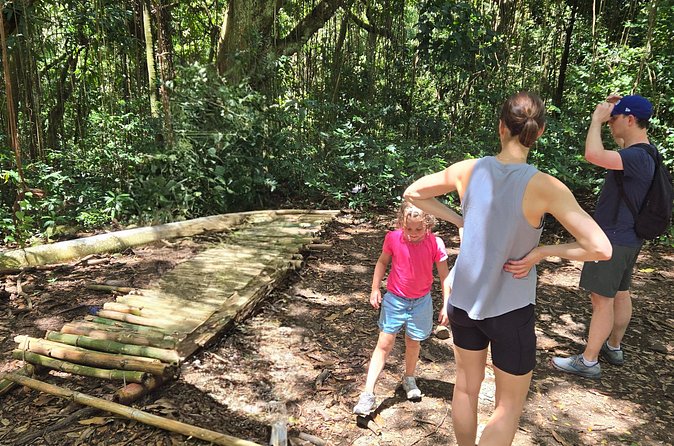 Half-Day St. Kitts Rainforest Hike - Snacks, Water, and the Walk-Break Rhythm