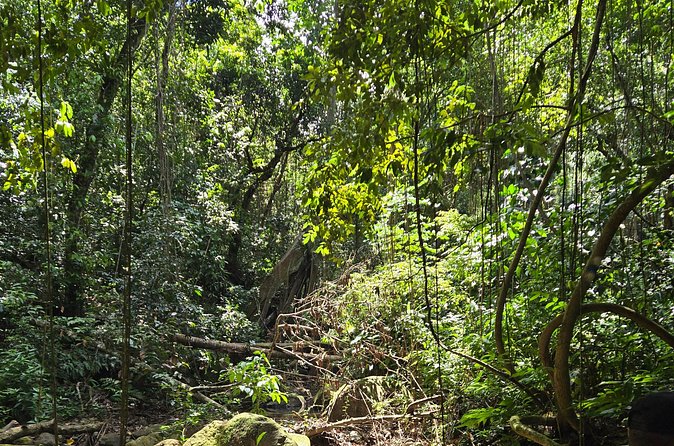 Half-Day St. Kitts Rainforest Hike - How Much Time You Actually Get for the Rest of Your Day