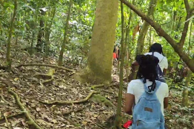 Half-Day St. Kitts Rainforest Hike - Price and Value: What $71 Buys You on St. Kitts