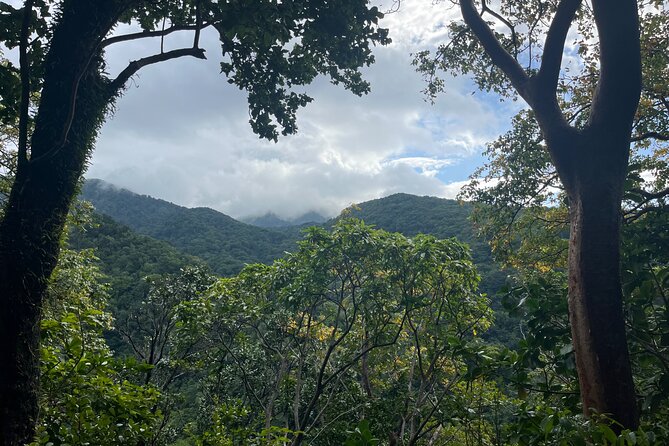 Hike St Kitts: Wingfield Rainforest and Romney Experience - Why this Wingfield Rainforest and Romney experience feels worth the time