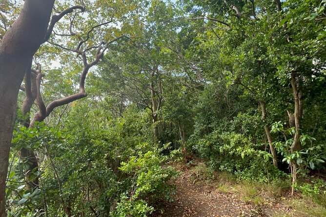 Hike St Kitts: Wingfield Rainforest and Romney Experience - The rainforest hike itself: trails, pacing, and what you will actually notice