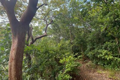 Hike St Kitts: Wingfield Rainforest and Romney Experience