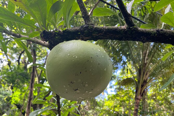 Hike St Kitts: Wingfield Rainforest and Romney Experience - Wingfield Estate time: sugar history, local drinks, and a relaxed finish