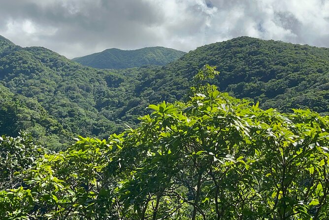 Hike St Kitts: Wingfield Rainforest and Romney Experience - Caribelle Batik at Romney Manor: shopping plus story time