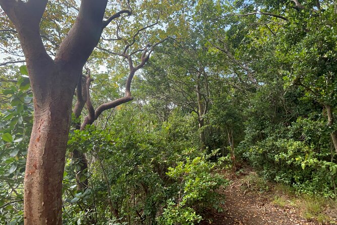 Hike St Kitts: Wingfield Rainforest and Romney Experience - From MaPau pickup to the Central Forest Reserve: how the day starts