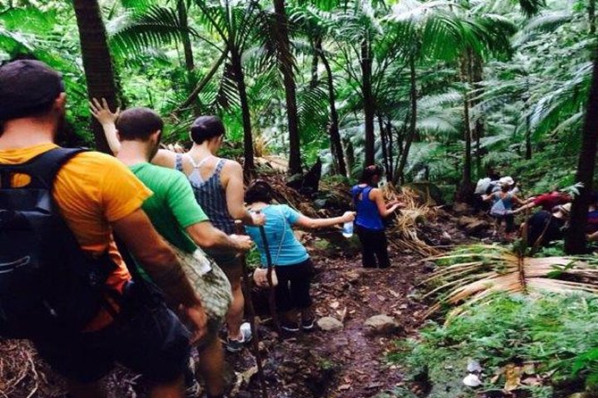 Hiking Mount Liamuiga Volcano in St Kitts - Quick highlights