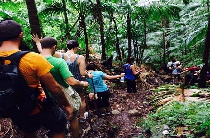 Hiking Mount Liamuiga Volcano in St Kitts - The hike itself: rainforest to cloud forest, and what the terrain means for you