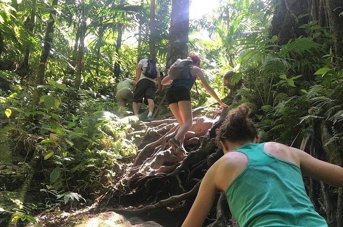 Hiking Mount Liamuiga Volcano in St Kitts - Summit time: views over Saba, Statia, St Barths, Nevis (and more)