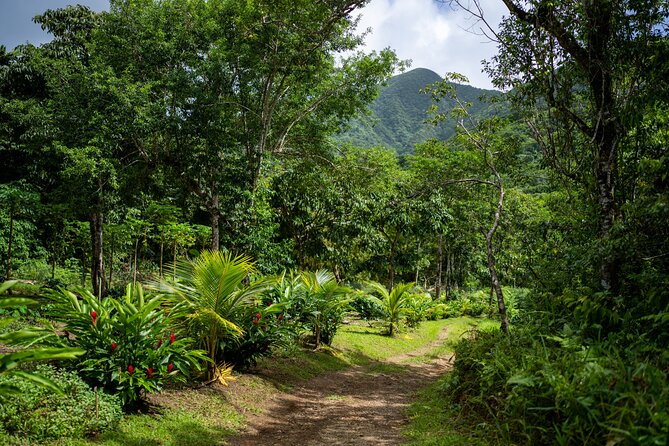 Liamuiga Natural Farm Tour - St.Kitts' Coffee Farm - Key highlights you will feel right away