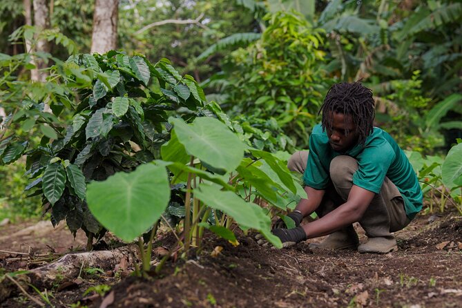 Liamuiga Natural Farm Tour - St.Kitts' Coffee Farm - Lunch or breakfast at the farm: fresh, seasonal, and local