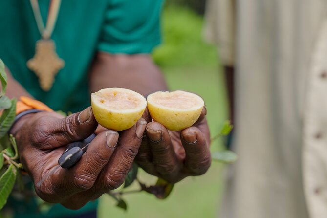 Liamuiga Natural Farm Tour - St.Kitts' Coffee Farm - Price and value: is $161 worth it on St Kitts?