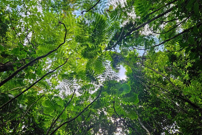 Mindfulness Rainforest Hike, Forest Bathing, Volcanic Hot Springs - Waterfall Dip Time: Cooling Off Without Turning It Into a Stunt