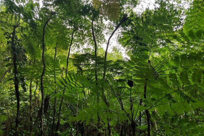 Mindfulness Rainforest Hike, Forest Bathing, Volcanic Hot Springs - What to Wear and Bring for Nevis Rocks, Roots, and Water