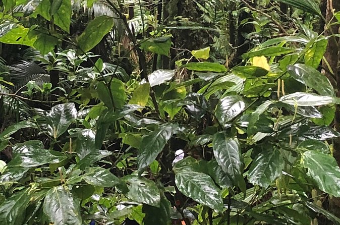 Mount Liamuiga Volcano Tours - Guides make the hike: what “great” usually means here