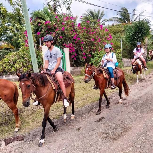 Scenic Horseback Trail - Fruit-hill plants, wildlife spotting, and the Poinciana