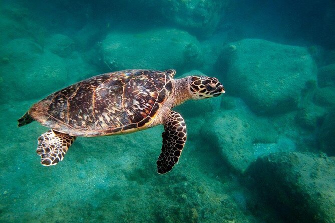 Snorkel Lunch & Lounge: Bluewater or Snorkel and Lunch: Leeward - Key Highlights at a Glance