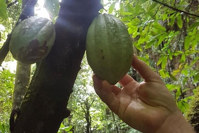 St Kitts Half-Day Rainforest Tour - Why this St. Kitts rainforest walk fits a half-day schedule
