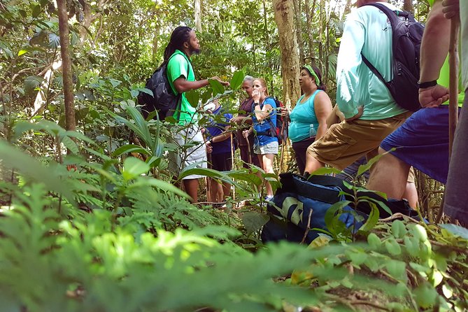 St Kitts Half-Day Rainforest Tour - Getting to the start: Basseterre or Frigate Bay pickup
