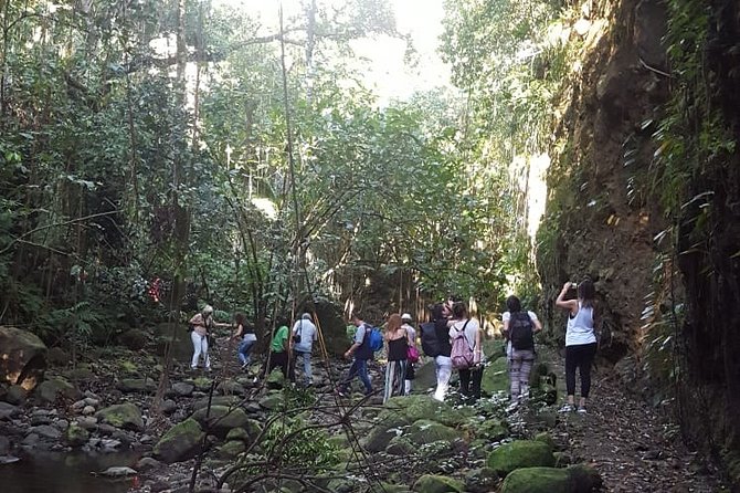 St Kitts Half-Day Rainforest Tour - The ride through Old Road and Romney Manor before the hike