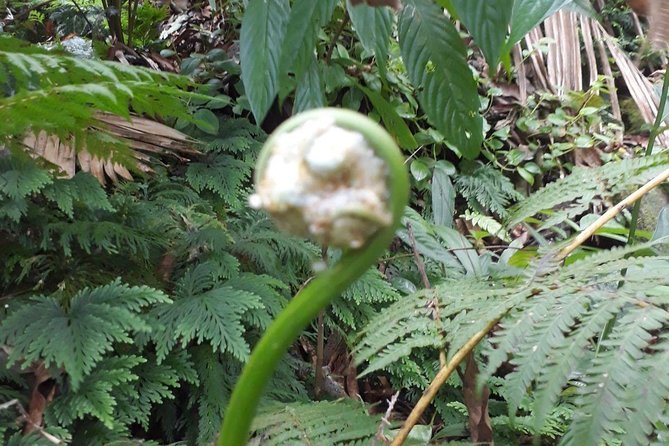 St Kitts Half-Day Rainforest Tour - Romney Manor to the trailhead: what you might notice along the way