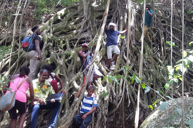 St Kitts Half-Day Rainforest Tour - Light refreshments, walking sticks, and the end-of-tour feeling