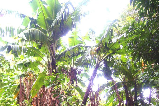 St Kitts Half-Day Rainforest Tour - Price and value: what $85 buys you on St. Kitts