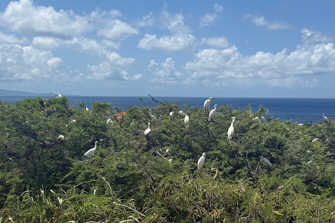 St. Kitts No Hustle No Hassle Private Tour with Don - Price and entrance fees: where your money actually goes