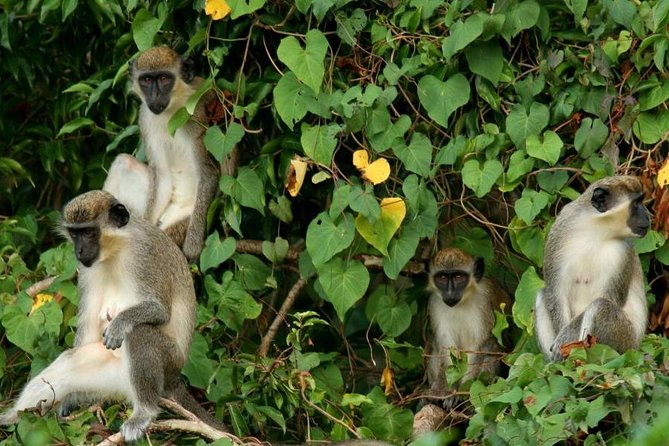 St. Kitts Rainforest Tour - Key things to know before you go