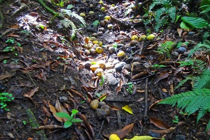 St. Kitts Rainforest Tour - Why Wingfield Estate feels like a real St. Kitts nature day