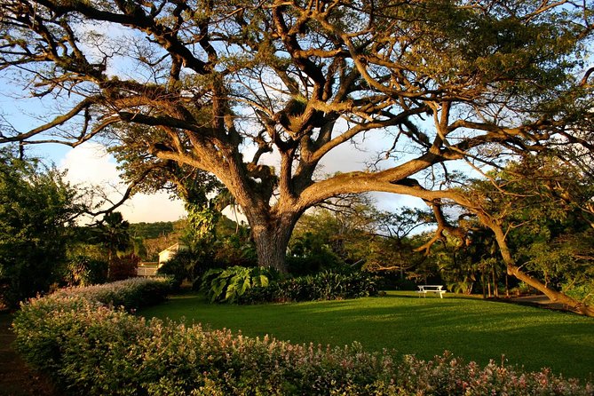 St. Kitts Rainforest Tour - Small group size and why your guide matters so much