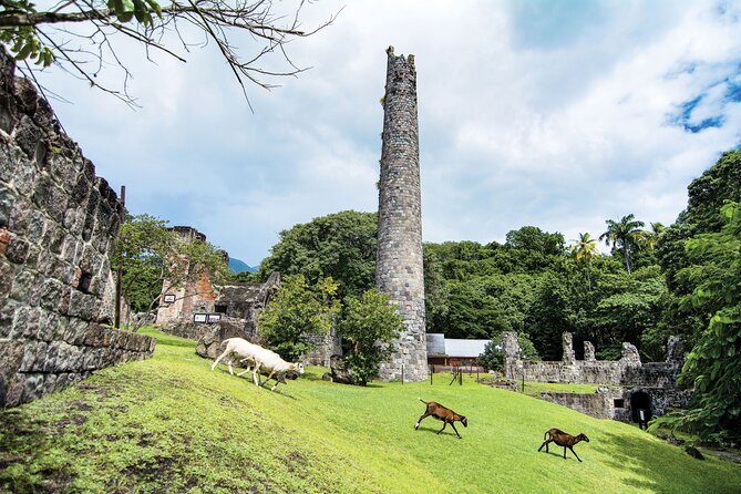 St. Kitts Rainforest Tour - What’s included, what’s not, and how to think about the price