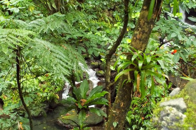 St. Kitts Rainforest Tour - Port Zante pickup and the open-air safari truck ride to the rainforest