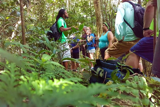 Tropical Rain Forest Explorer Hike In St. Kitts - What you’ll notice right away on the trail