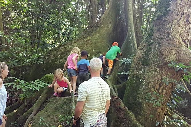Tropical Rain Forest Explorer Hike In St. Kitts - Meet your guide, then learn what you’re actually seeing