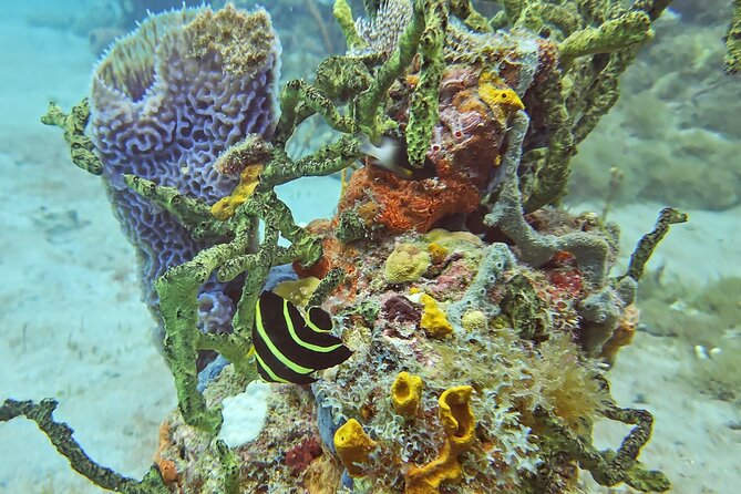 VIP Private Guided Scuba Diving/Snorkeling Excursion - Snorkeling in St Kitts, from easy gear to spotting real life