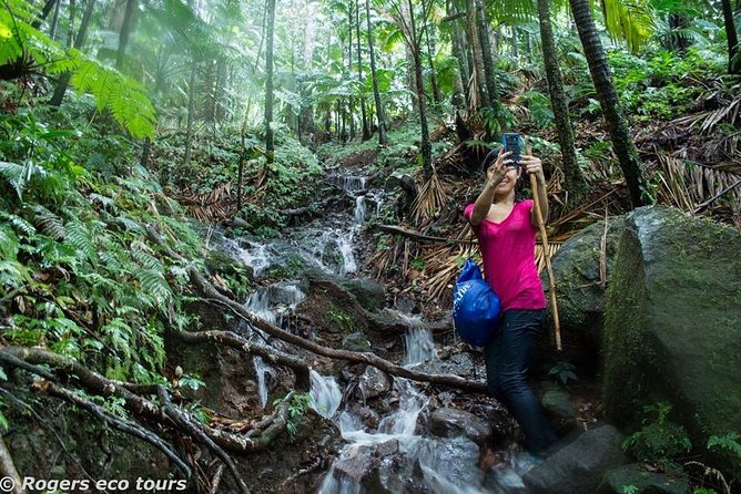 Volcano Caldera (Mt. Liamuiga) Trek / Hike - Volcano Caldera Trek in St. Kitts: Fast Facts and Key Highlights
