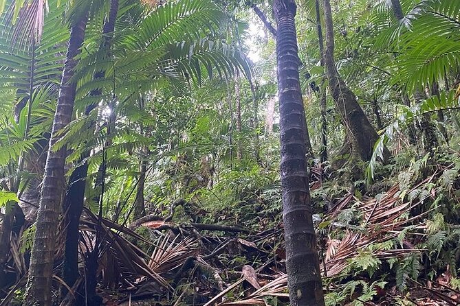 Wingfield Rainforest Adventure Hike and Caribelle Batik stop - Small group size, what it changes on the ground